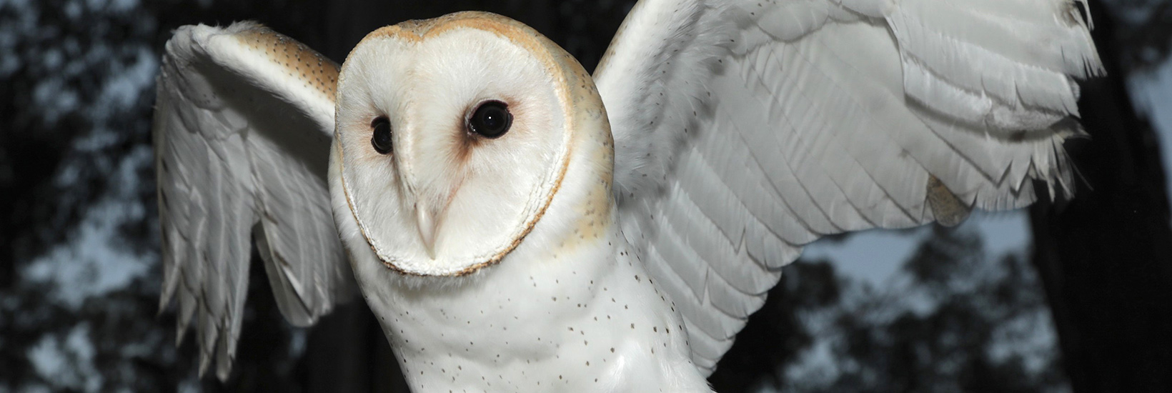 Birds of a Feather: Meet the father-daughter falconers of Silicon Valley