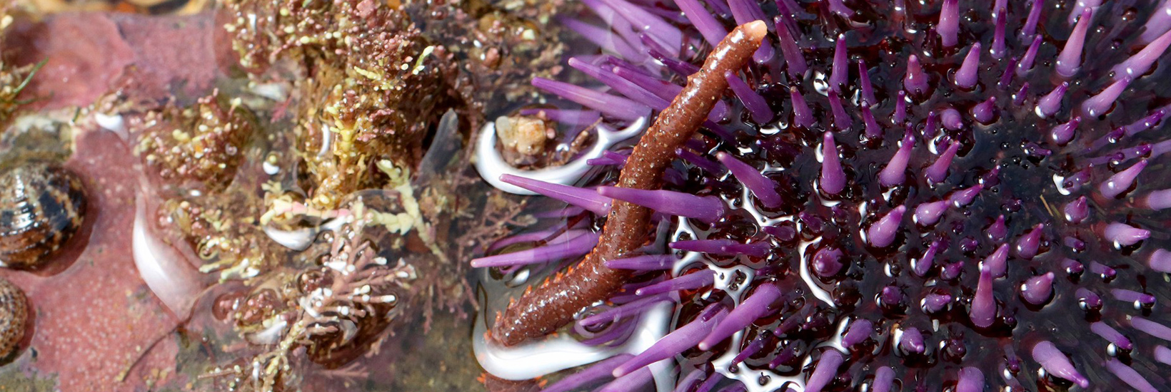 Wonders of the water: Meet the tide pool whisperer of the San Mateo coastline